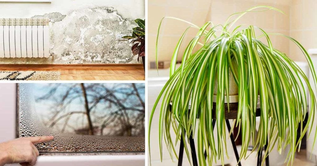 7 plantes capables d absorber l humidité chez vous