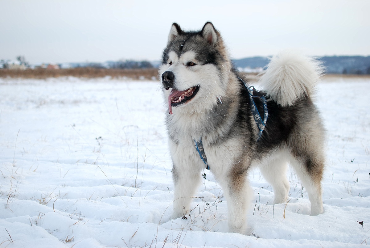 Malamute de lAlaska Top 10 des races de chiens les plus dangereuses pour une famille avec des enfants