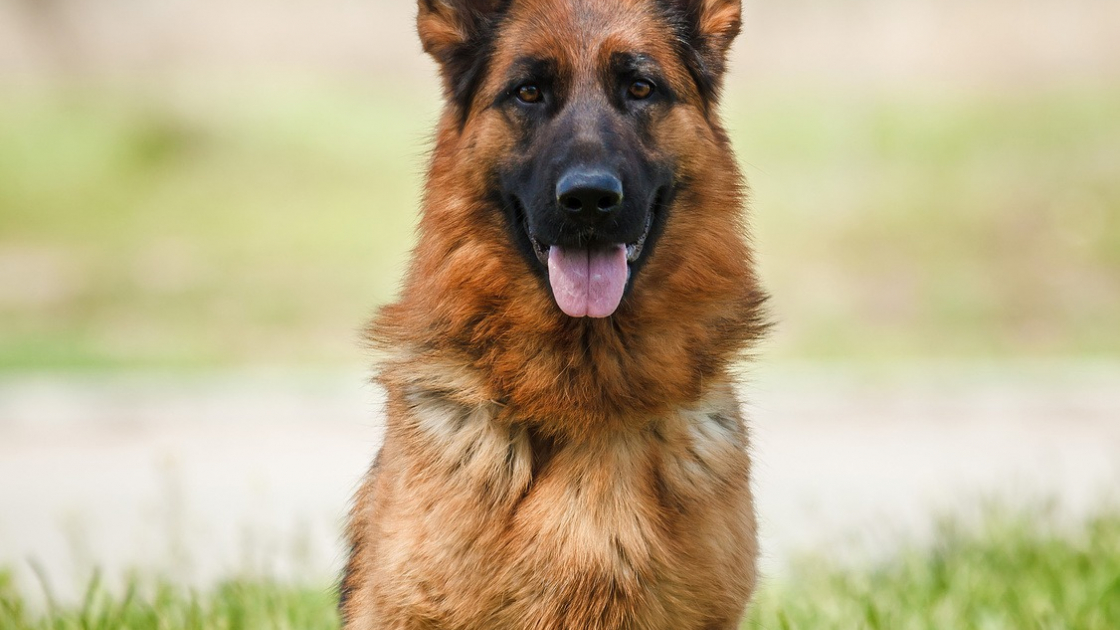 berger allemand 2 Top 10 des races de chiens les plus dangereuses pour une famille avec des enfants