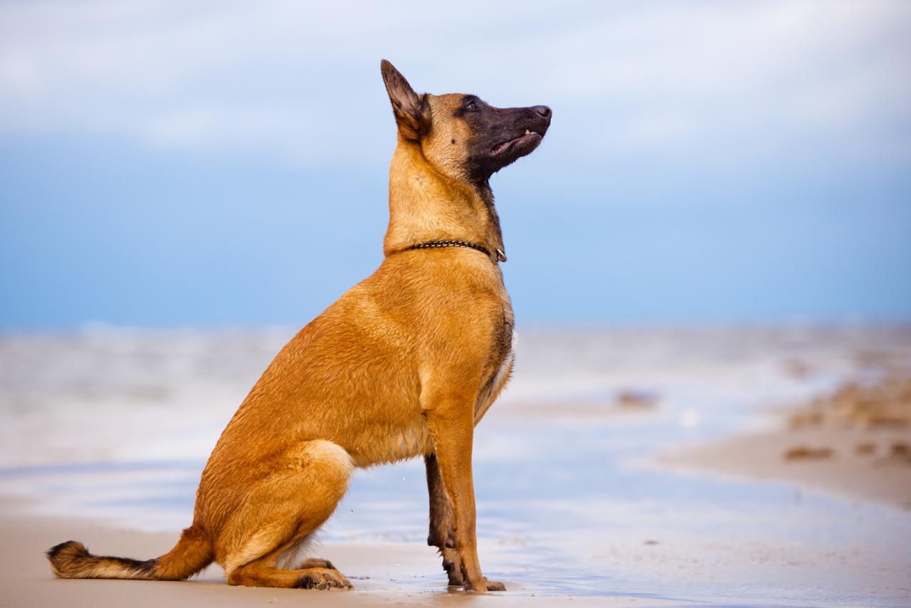 berger belge malinois assis au bord de la mer Top 10 des races de chiens les plus dangereuses pour une famille avec des enfants