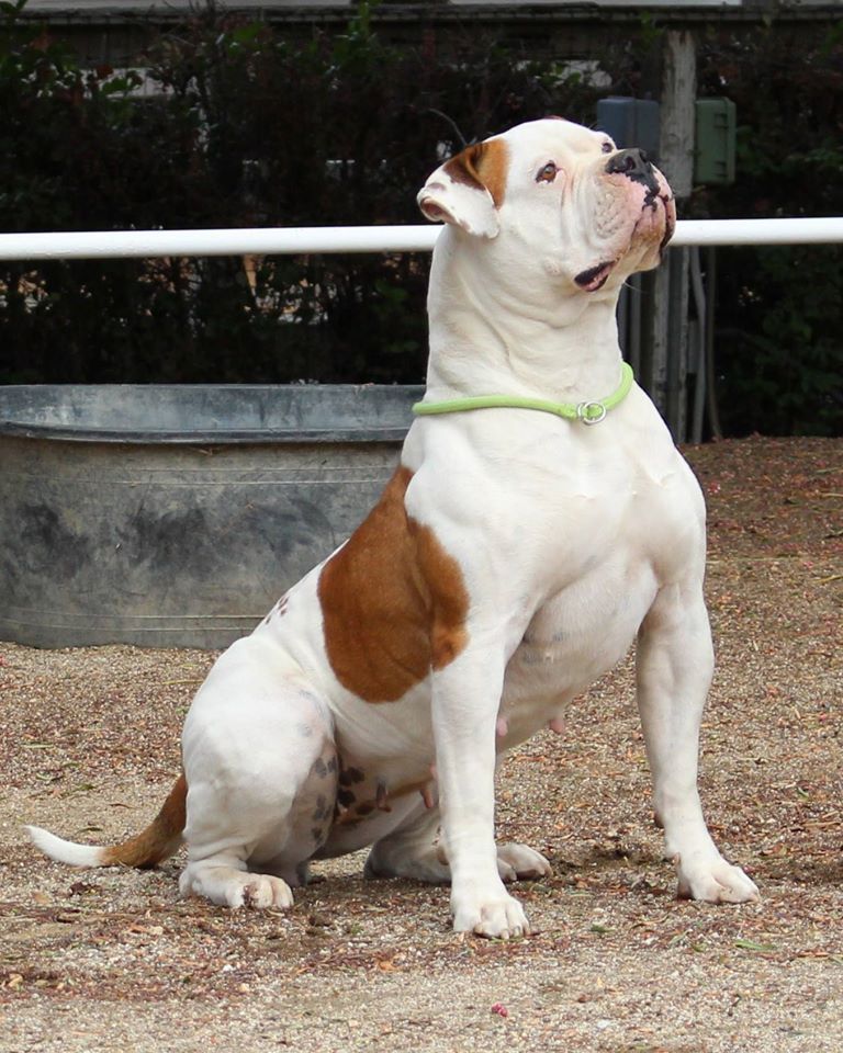 bulldog americain Top 10 des races de chiens les plus dangereuses pour une famille avec des enfants
