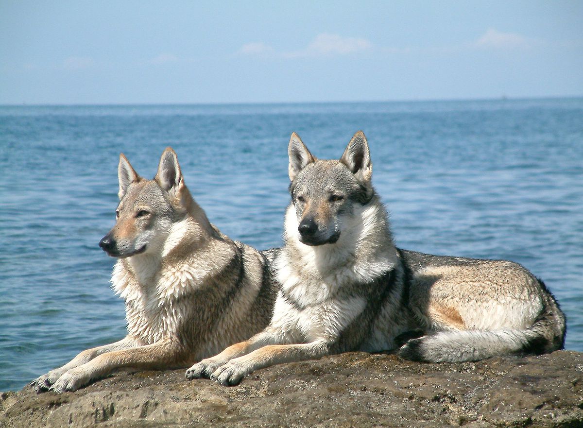 chien loup Top 10 des races de chiens les plus dangereuses pour une famille avec des enfants