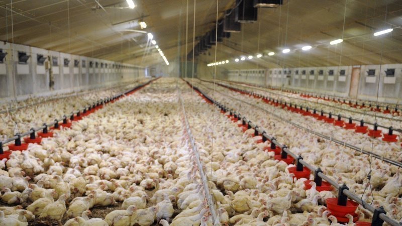 poulet kfc elevage KFC reconnaît qu’un tiers de ses poulets souffrent de graves inflammations