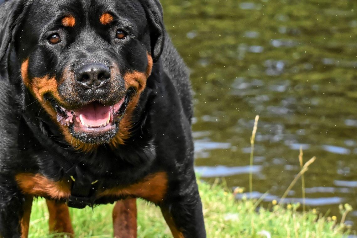 rottweiler Top 10 des races de chiens les plus dangereuses pour une famille avec des enfants