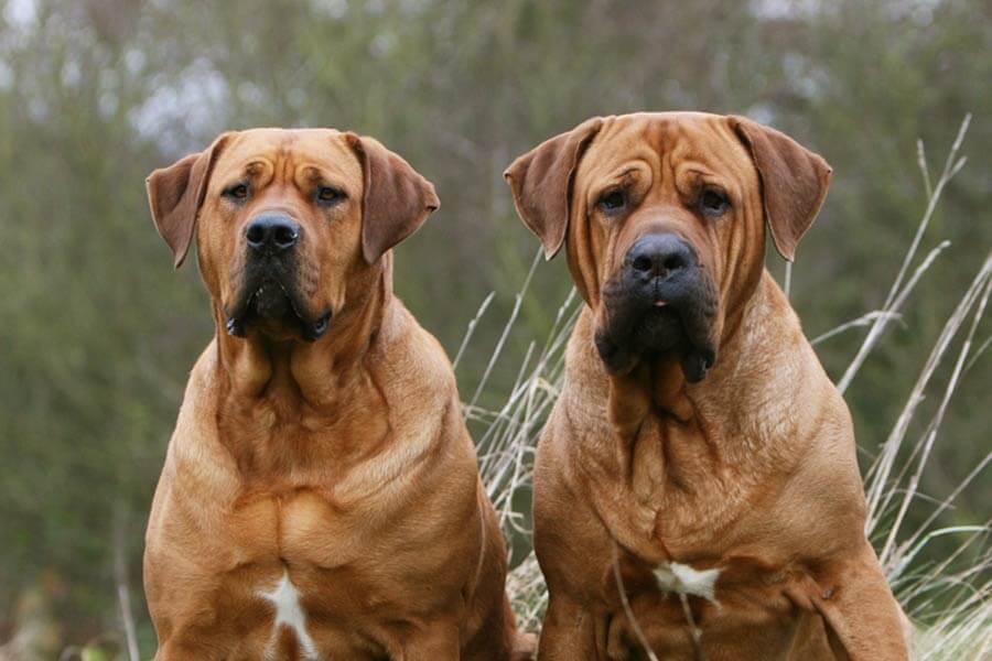 tosa inu 1 Top 10 des races de chiens les plus dangereuses pour une famille avec des enfants