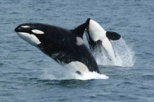 Au large de l’Espagne, un « gang » d’orque lance des attaques contre des bateaux