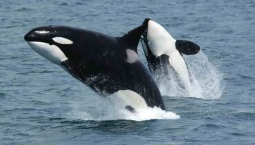 Au large de l’Espagne, un « gang » d’orque lance des attaques contre des bateaux