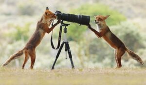 Ces 21 photographies capturent des scènes hilarantes dans le quotidien des animaux de la forêt