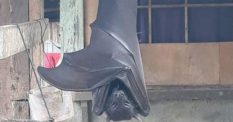 chauve souris geante renard volant des philippines