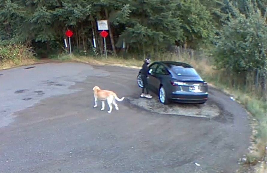 golden retriever abandonne parc proprietaire remue queue brandon price 001 [vidéo] Ce chien a cru qu’il allait se promener avec sa propriétaire alors qu’elle l’abandonne et part en voiture !