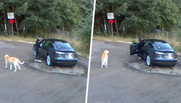 [vidéo] Ce chien a cru qu’il allait se promener avec sa propriétaire alors qu’elle l’abandonne et part en voiture !