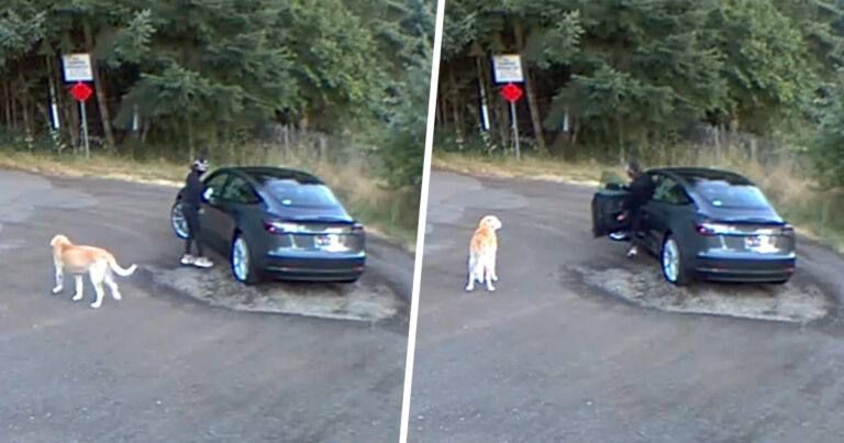 golden retriever abandonne parc proprietaire remue queue brandon price