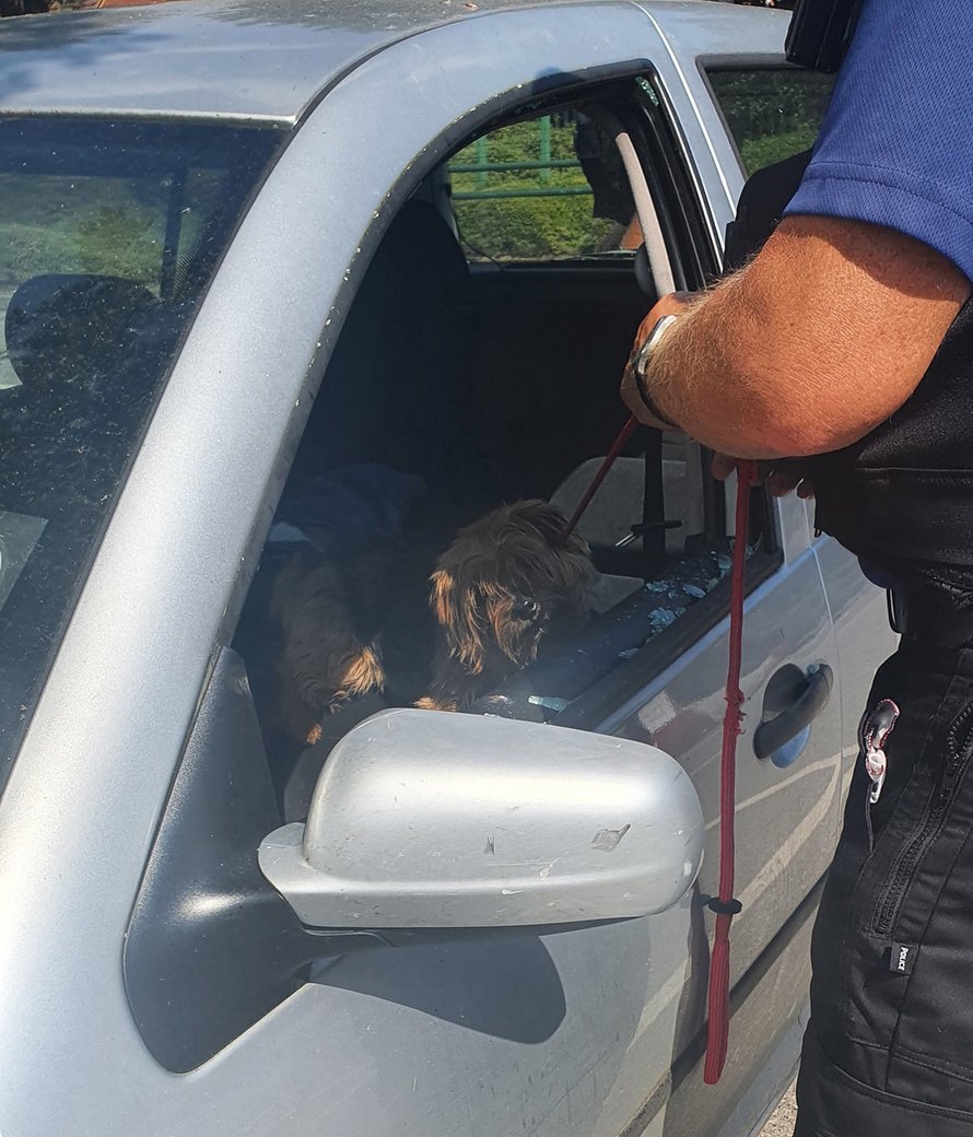 homme sauve chien voiture chaude brise vitre avec hache 002 [Vidéo] Pour sauver un petit chien enfermé dans une voiture sous le soleil, cet homme brise une vitre avec une hache