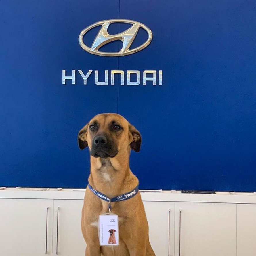 chien errant adopte hyundai tucson 0051 Brésil : un chien errant se voit offrir un emploi et son propre badge chez un concessionnaire Hyundai Prime