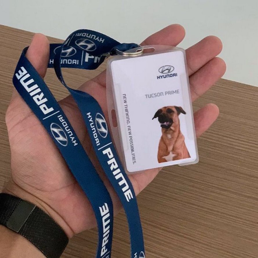 chien errant adopte hyundai tucson 0071 Brésil : un chien errant se voit offrir un emploi et son propre badge chez un concessionnaire Hyundai Prime