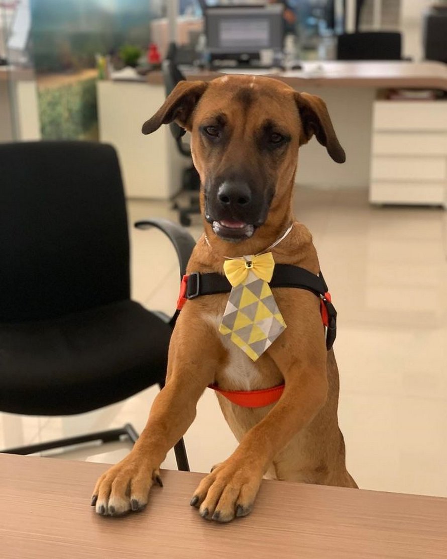 chien errant adopte hyundai tucson 0081 Brésil : un chien errant se voit offrir un emploi et son propre badge chez un concessionnaire Hyundai Prime