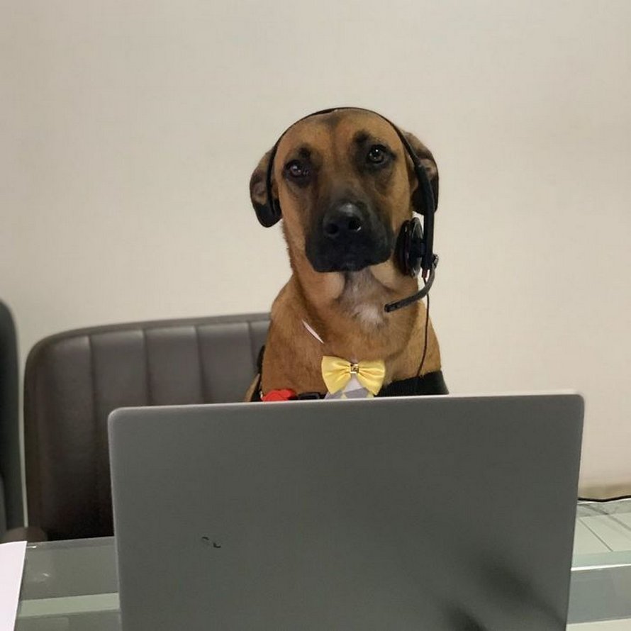 chien errant adopte hyundai tucson 0111 Brésil : un chien errant se voit offrir un emploi et son propre badge chez un concessionnaire Hyundai Prime