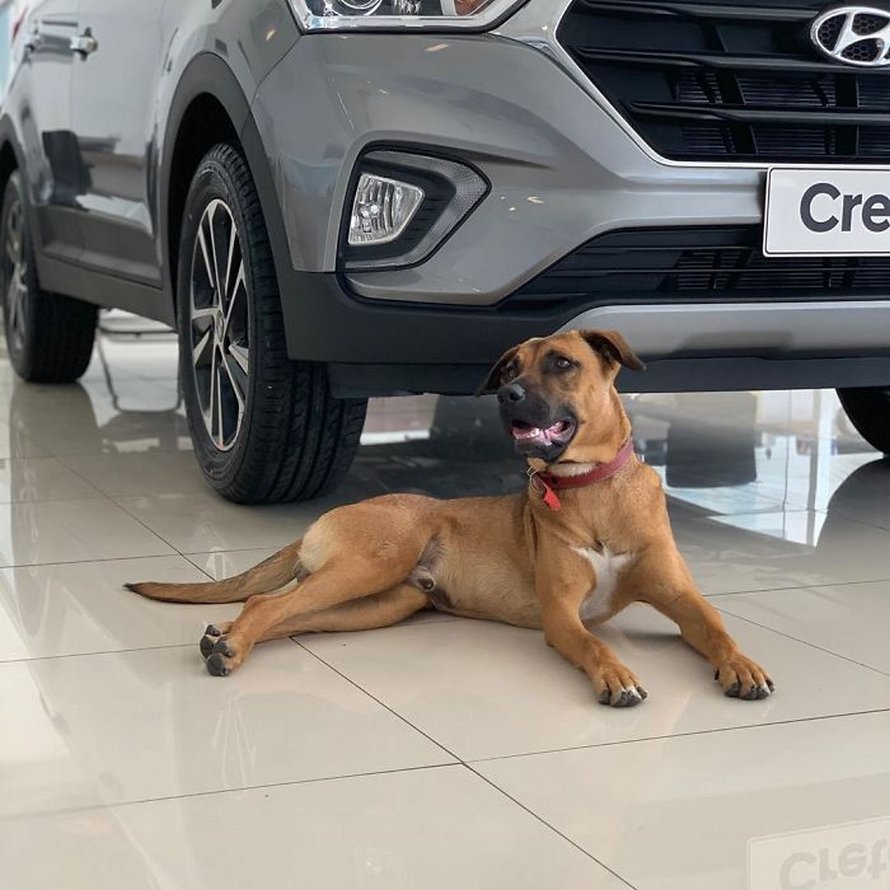 chien errant adopte hyundai tucson 0121 Brésil : un chien errant se voit offrir un emploi et son propre badge chez un concessionnaire Hyundai Prime