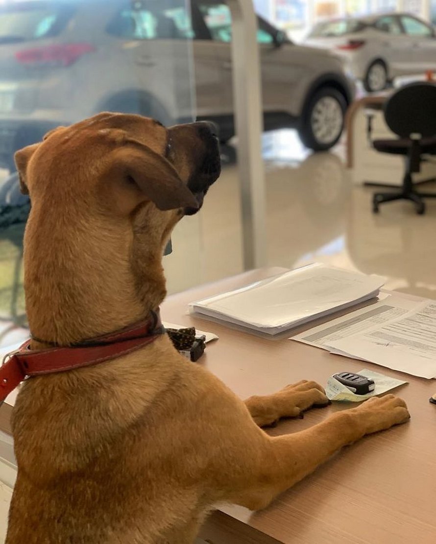 chien errant adopte hyundai tucson 0161 Brésil : un chien errant se voit offrir un emploi et son propre badge chez un concessionnaire Hyundai Prime