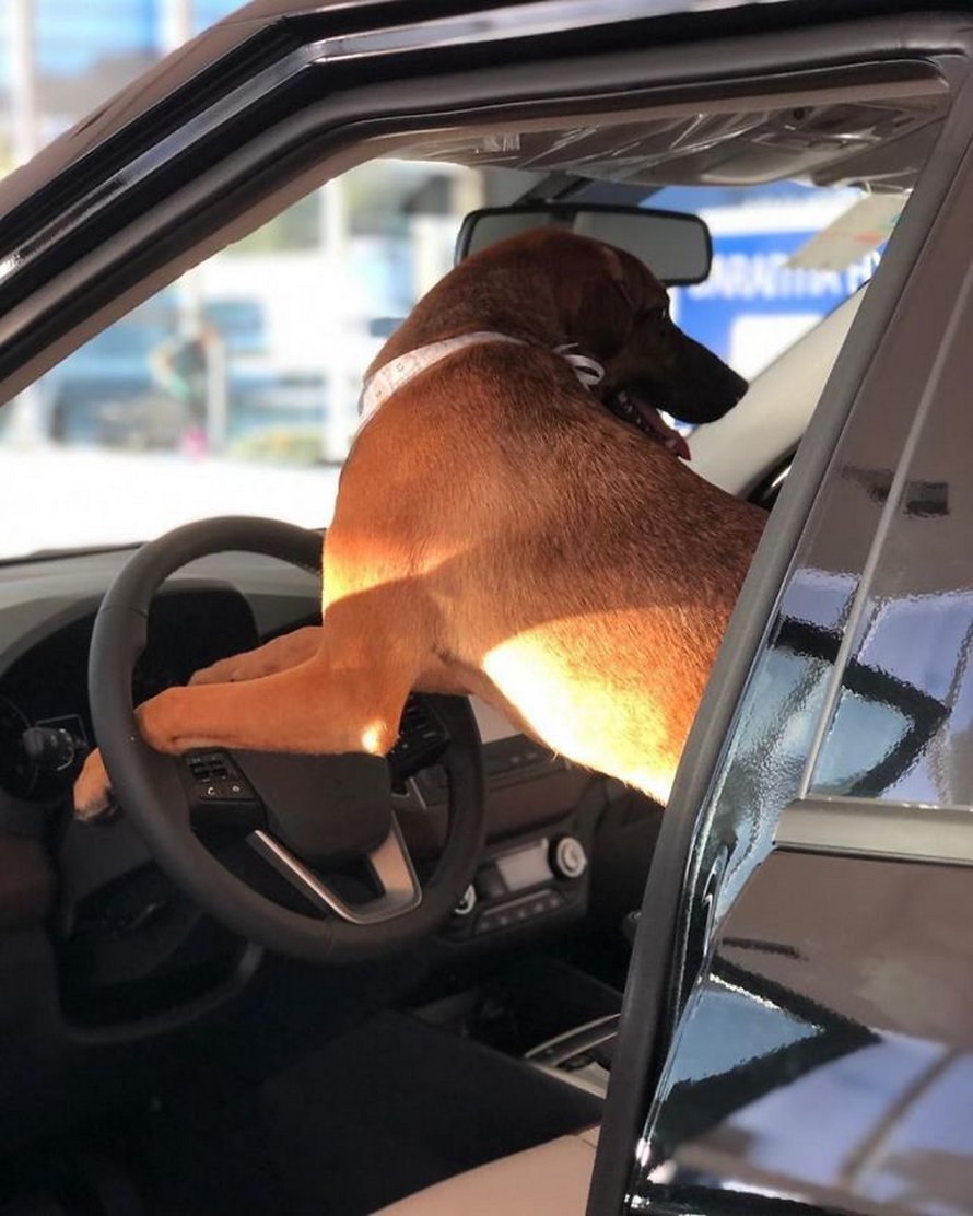 chien errant adopte hyundai tucson 0181 Brésil : un chien errant se voit offrir un emploi et son propre badge chez un concessionnaire Hyundai Prime
