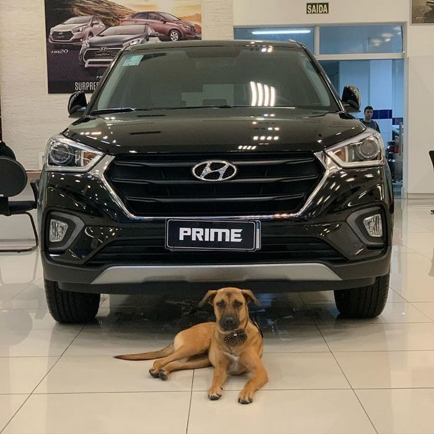 chien errant adopte hyundai tucson 0201 Brésil : un chien errant se voit offrir un emploi et son propre badge chez un concessionnaire Hyundai Prime