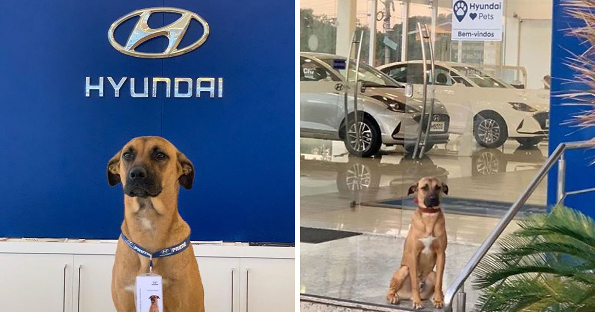 chien errant adopte hyundai tucson1 Brésil : un chien errant se voit offrir un emploi et son propre badge chez un concessionnaire Hyundai Prime