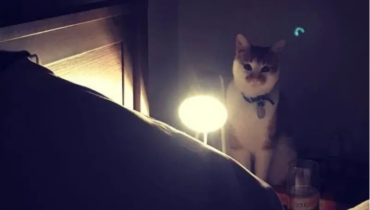 Il installe une caméra dans sa chambre pour comprendre pourquoi son chat le fixait toutes les nuits, voici ce qu’il a découvert !