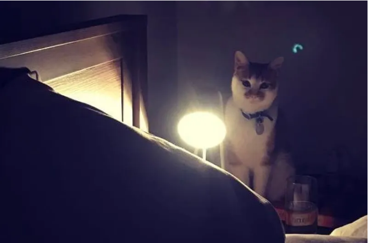 Capture1 Il installe une caméra dans sa chambre pour comprendre pourquoi son chat le fixait toutes les nuits, voici ce qu’il a découvert !