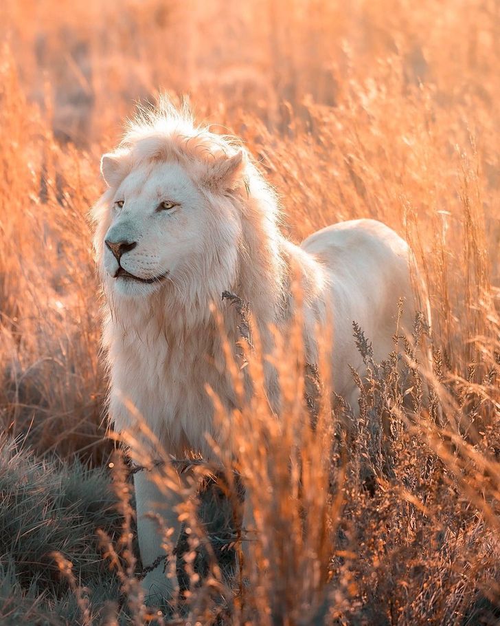 32ef565e749f3d1f02d9704cfa Ce photographe immortalise la beauté naturelle d'un lion blanc sous tous les angles