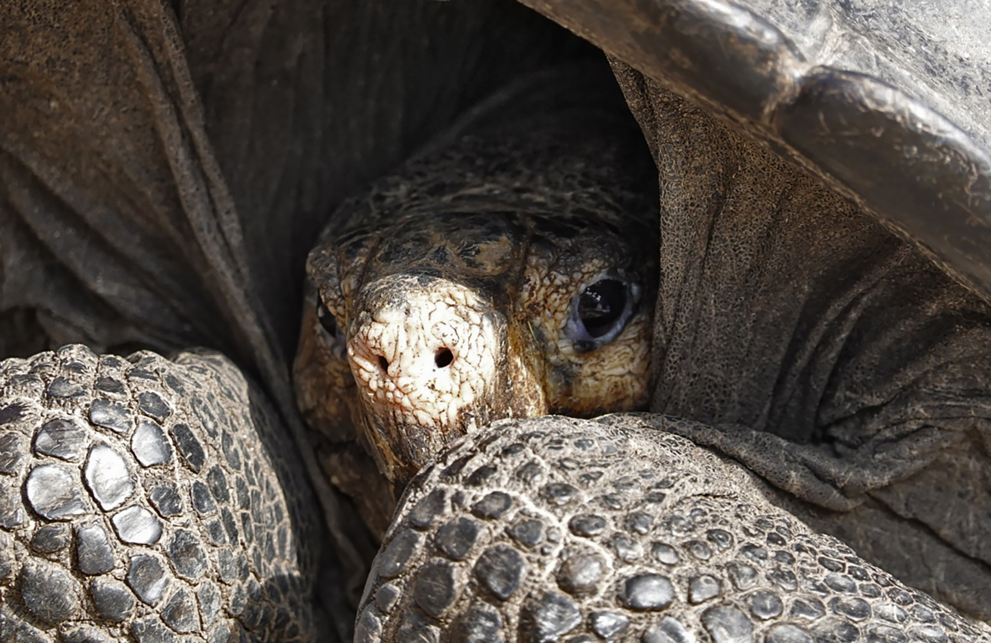 7797023380 un specimen de chelonoidis phantasticus Au Brésil, plus de 90.000 tortues géantes d’Amérique du Sud ont éclos ce mois-ci