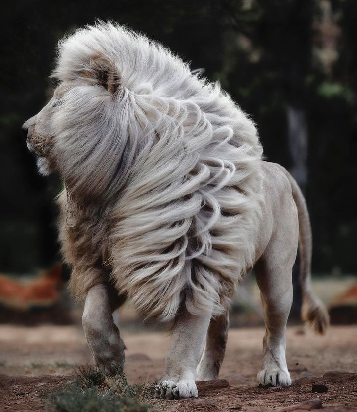 a01f3553bf886822e22cec9fbf Ce photographe immortalise la beauté naturelle d'un lion blanc sous tous les angles