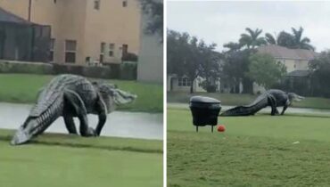 Un alligator géant est apparu au milieu d’un golf en Floride