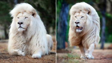 Ce photographe immortalise la beauté naturelle d’un lion blanc sous tous les angles