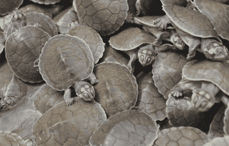 tortues geantes 1024x652 1