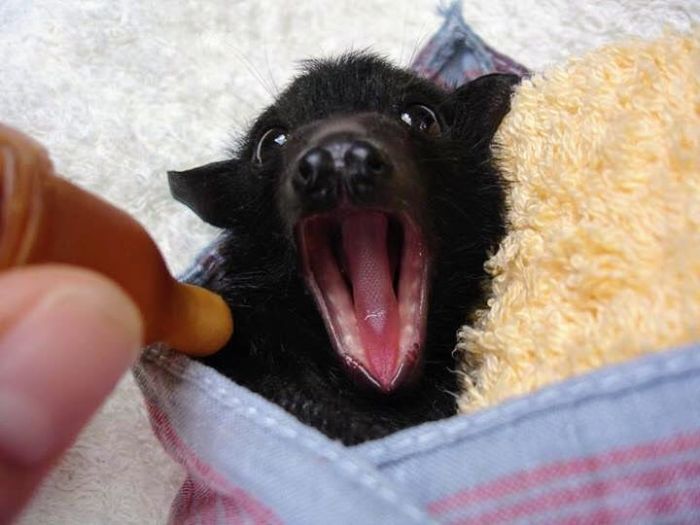 cute adorable bats 1 33 5ebbc21740d26 700 [Photos] Voici les choses que vous ignorez à propos des chauves-souris, une espèce à croquer