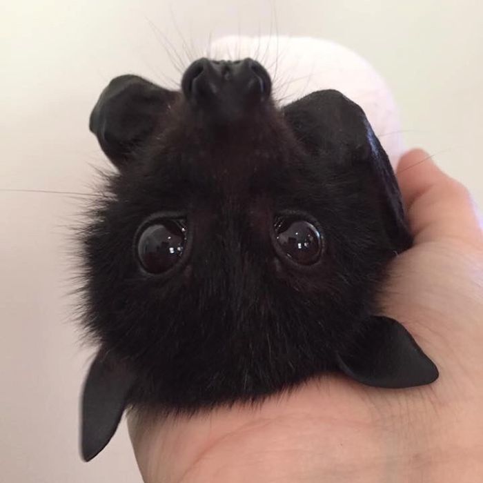 cute adorable bats 1 54 5ebbc24227c95 700 [Photos] Voici les choses que vous ignorez à propos des chauves-souris, une espèce à croquer