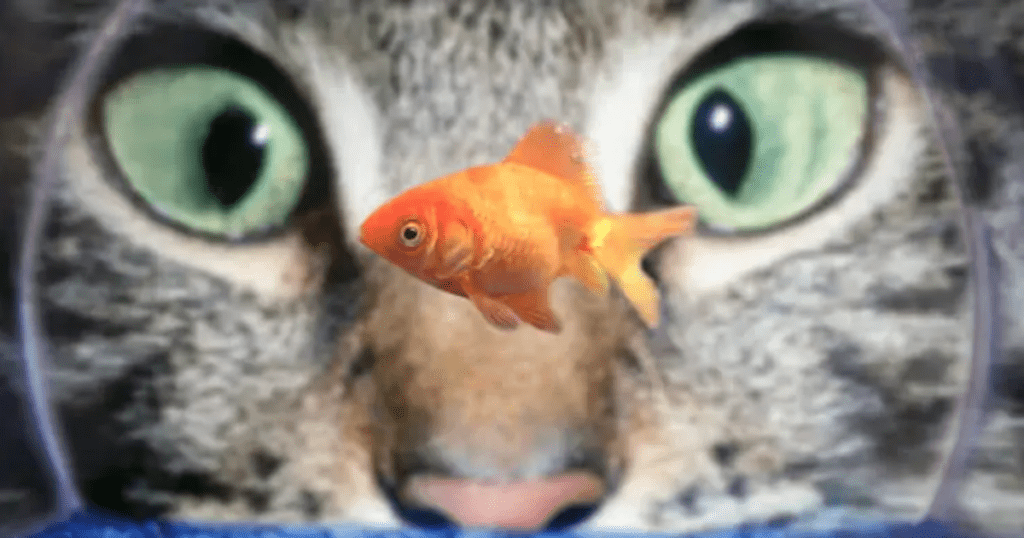 visionanimauxhitekz42 visionanimauxhitekz42