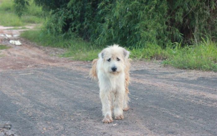 Apres 4 ans dattente a lendroit ou il setait perdu ce chien retrouve enfin sa famille. Après 4 ans d’attente à l’endroit où il s’était perdu, ce chien retrouve enfin sa famille. chien