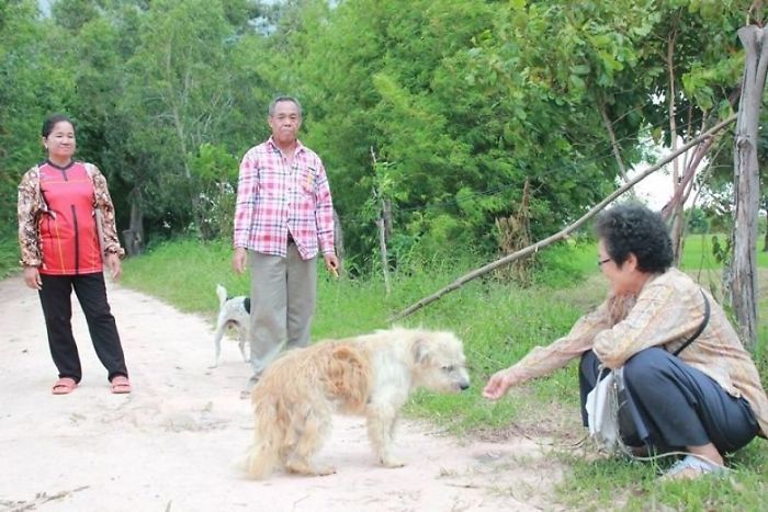 Apres 4 ans dattente a lendroit ou il setait perdu ce chien retrouve enfin sa famille10 Après 4 ans d’attente à l’endroit où il s’était perdu, ce chien retrouve enfin sa famille. chien