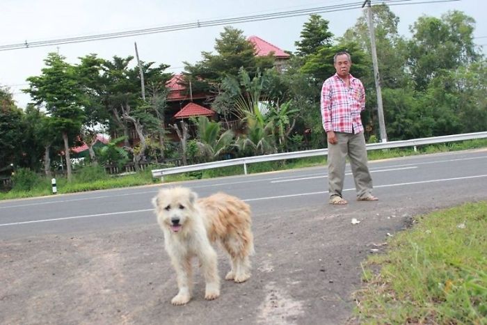 Apres 4 ans dattente a lendroit ou il setait perdu ce chien retrouve enfin sa famille8 Après 4 ans d’attente à l’endroit où il s’était perdu, ce chien retrouve enfin sa famille. chien