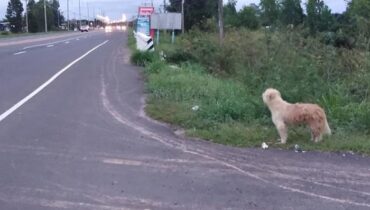 Après 4 ans d’attente à l’endroit où il s’était perdu, ce chien retrouve enfin sa famille.
