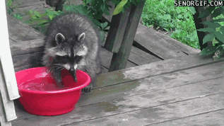 raccoon washing its hands 16 situations que seules les personnes qui souffrent de la maladie de Raynaud vont reconnaître