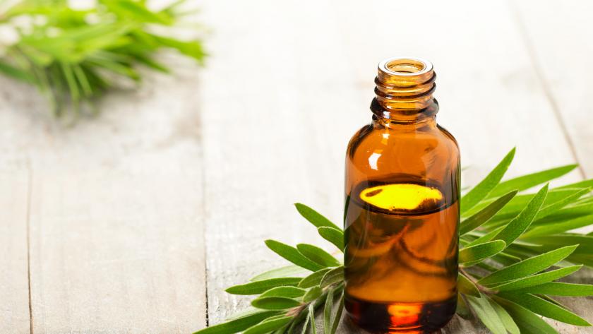 bouteille huile essentielle arbre a the avec des feuilles 4 remèdes naturels pour éliminer les marques de boutons et les verrues