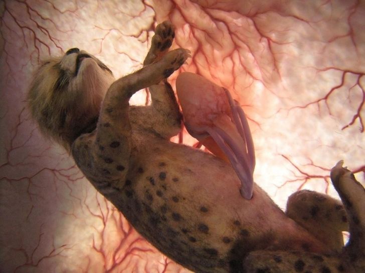 c07b41500ca4aac08fef62bc9c 15 photos d'animaux dans le ventre de leur mère, tout à fait étonnantes !