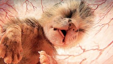 15 photos d’animaux dans le ventre de leur mère, tout à fait étonnantes !