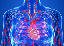 coeur 17 faits sur le corps humain qui vous feront certainement froid dans le dos