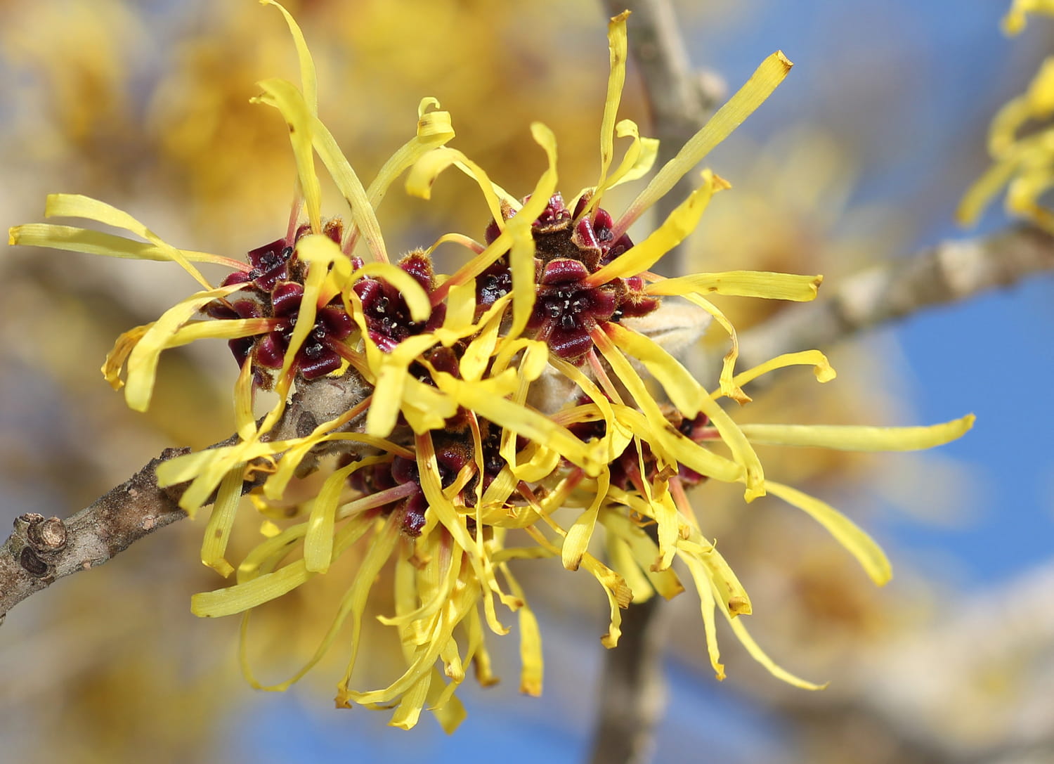 hamamelis 6 recettes de bains de siège pour lesquelles votre corps vous remerciera