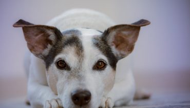 5 règles pour approcher amicalement les chiens que vous ne connaissez pas