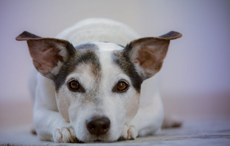 5 regles pour approcher amicalement les chiens que vous ne connaissez pas 3