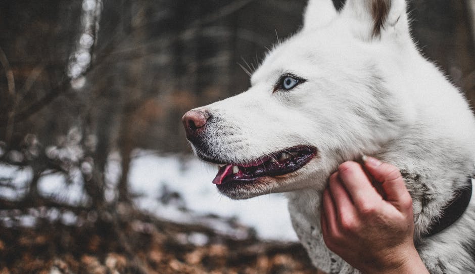 5 regles pour approcher amicalement les chiens que vous ne connaissez pas 4 5 règles pour approcher amicalement les chiens que vous ne connaissez pas